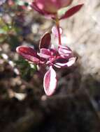 Image de Monardella purpurea Howell