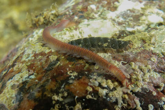 صورة Dorvillea australiensis (McIntosh 1885)