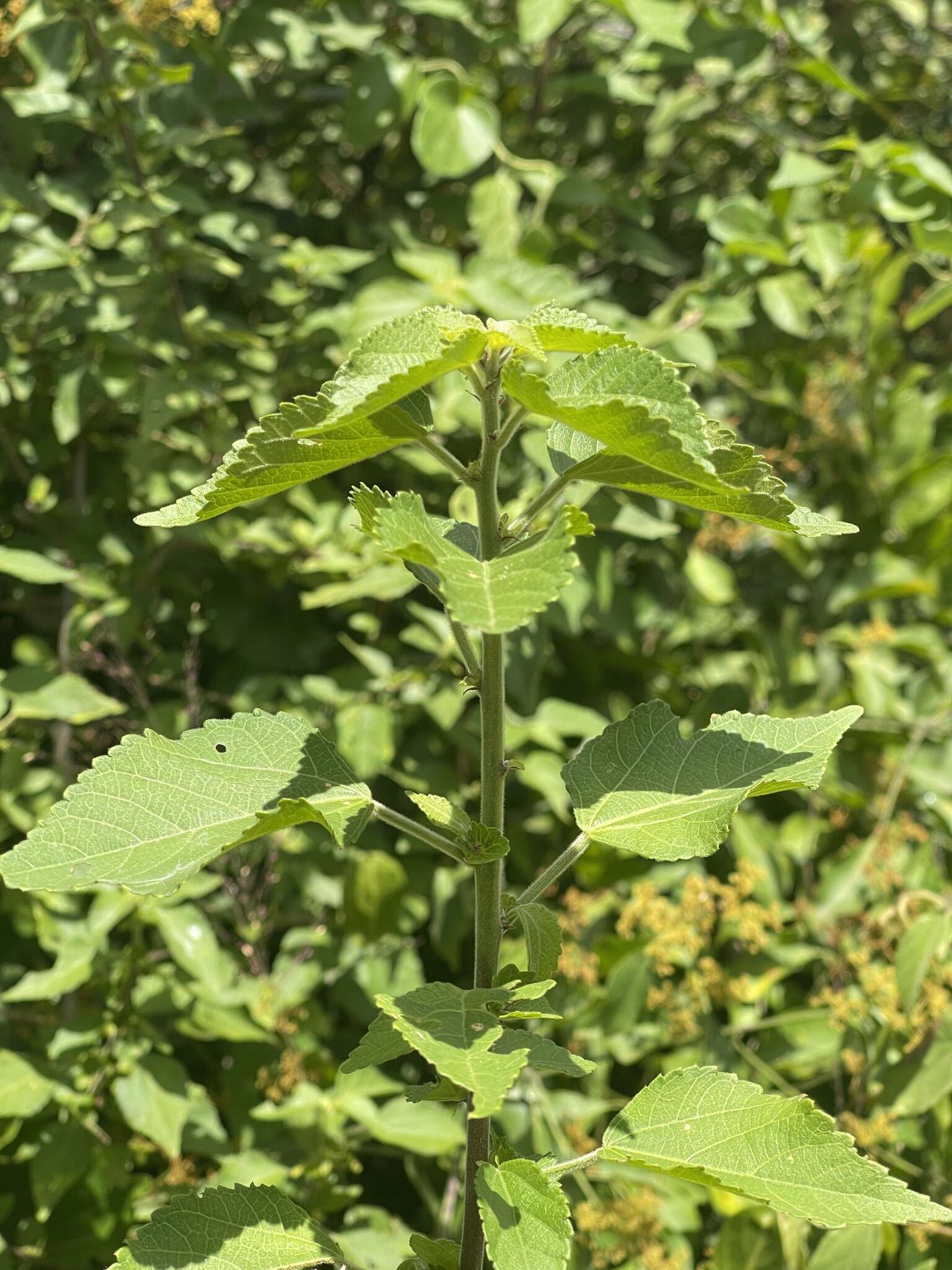 Image of Acalypha glabrata f. glabrata