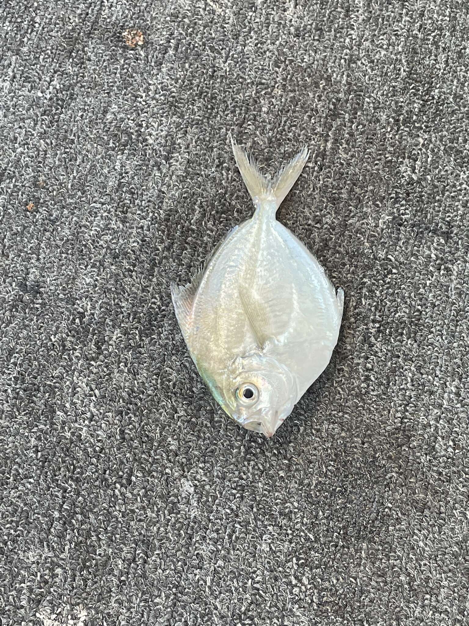 Image of Gulf Butterfish