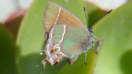 Image of Callophrys xami xami