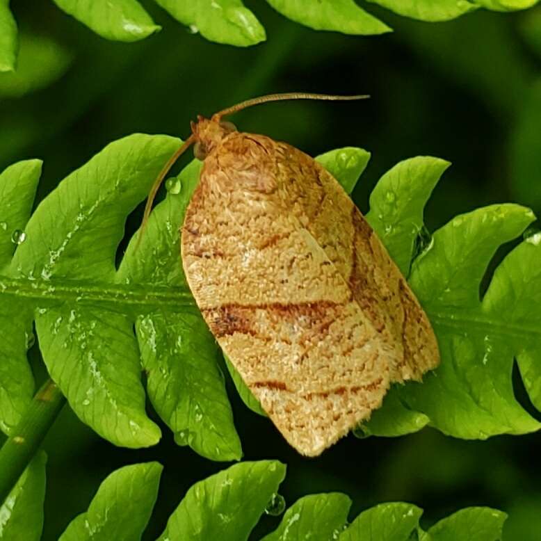 Image of Spotted Fireworm Moth