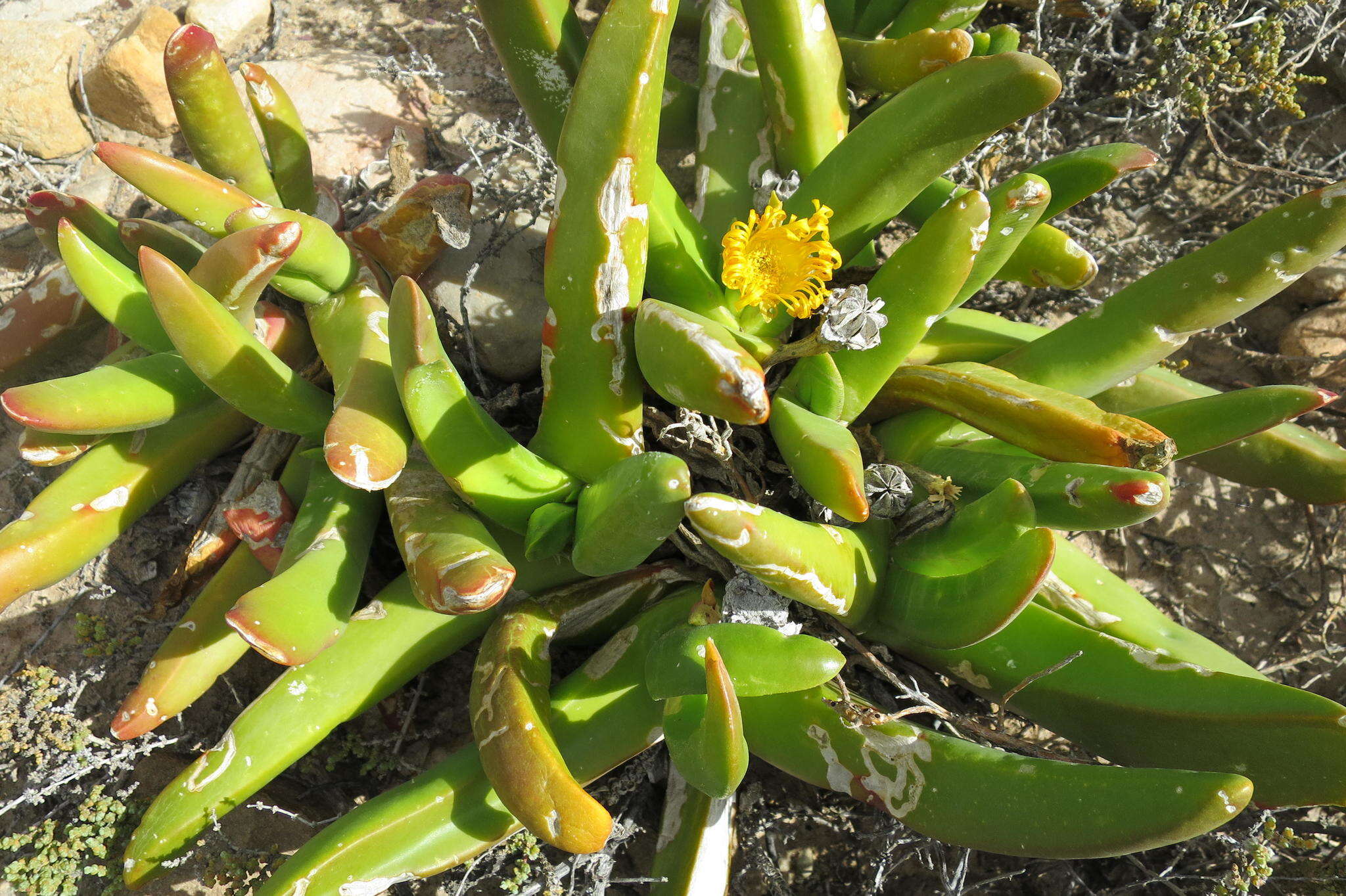 Image of Glottiphyllum regium N. E. Br.