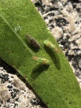 Image of Cryptoneossa triangula Taylor 1990