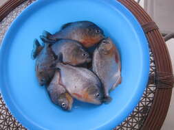 Image of Red-bellied piranha