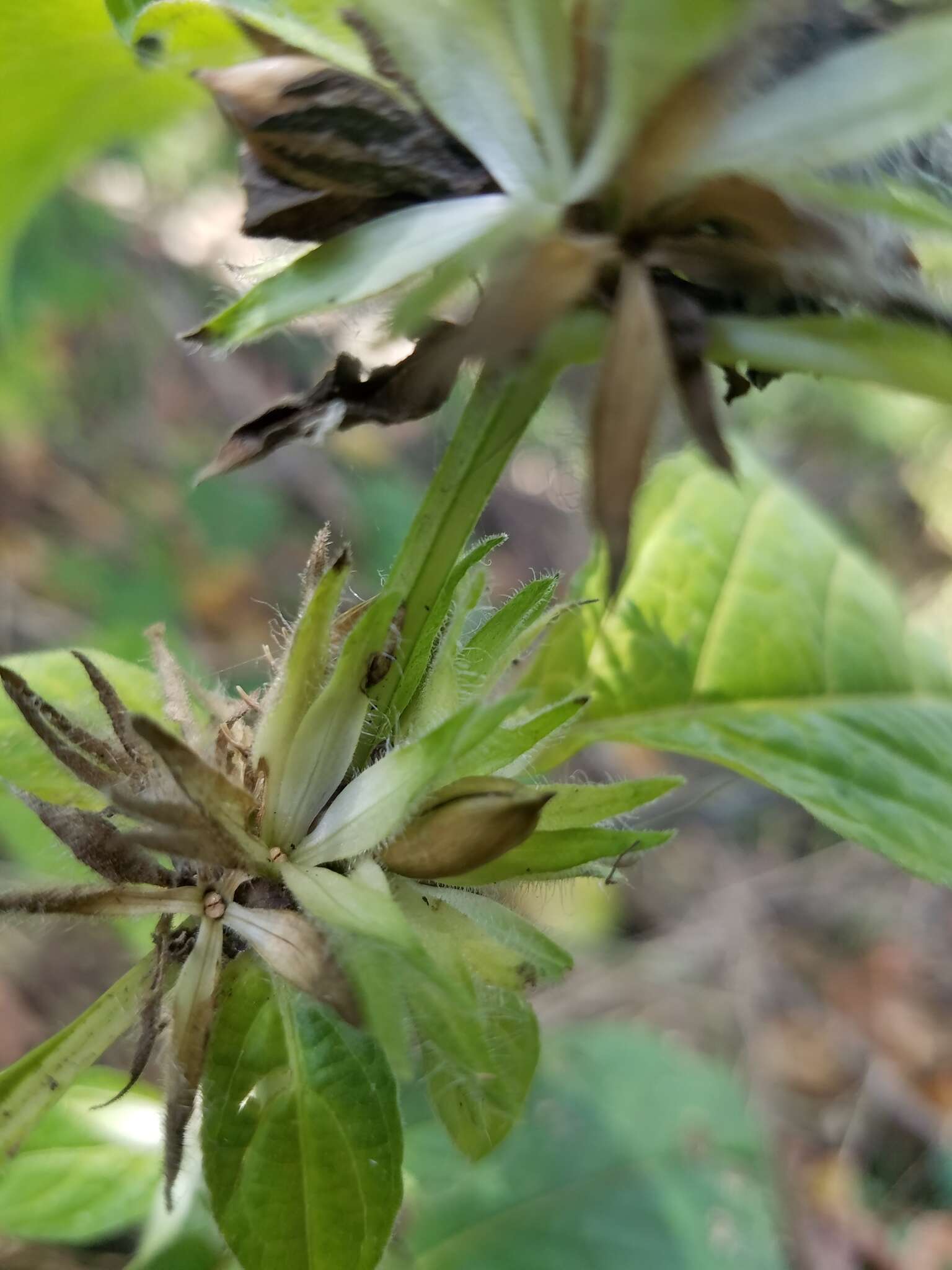 Image of limestone wild petunia