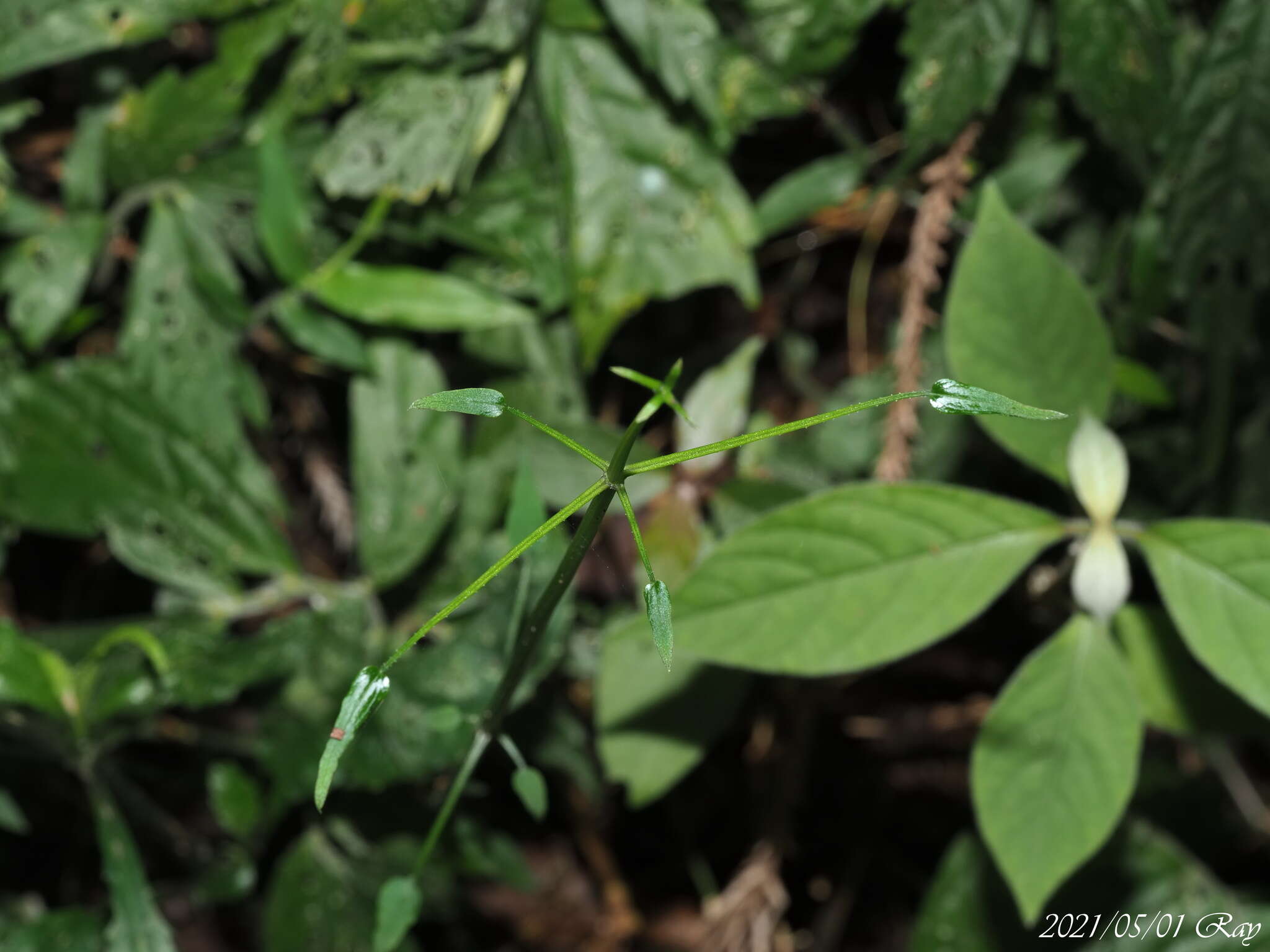 Image of Rubia linii J. M. Chao