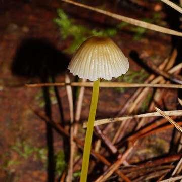 Image of Mycena epipterygia (Scop.) Gray 1821