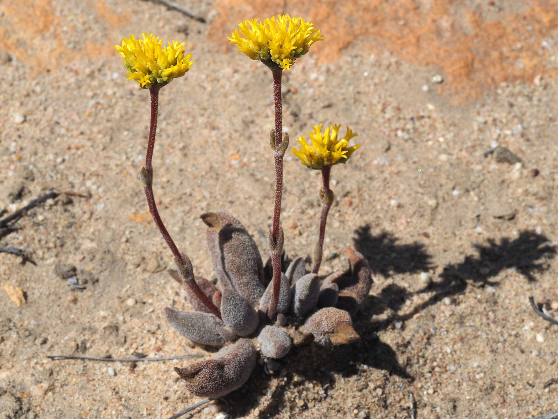 Crassula namaquensis subsp. lutea (Schönl.) Tölken resmi