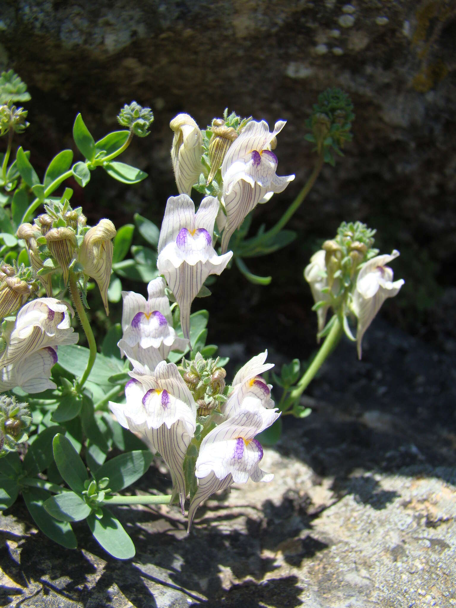 صورة Linaria verticillata subsp. anticaria (Boiss. & Reut.) L. Sáez & M. B. Crespo