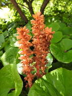 Image of Orobanche flava Mart.