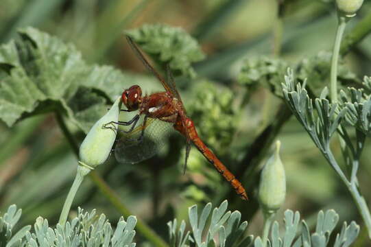 Image of Red-veined Meadowhawk