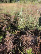 Imagem de Albuca kirkii (Baker) Brenan