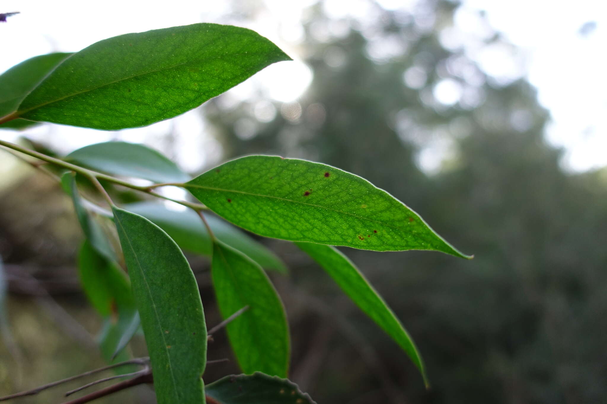 Image of Eucalyptus globoidea Blakely