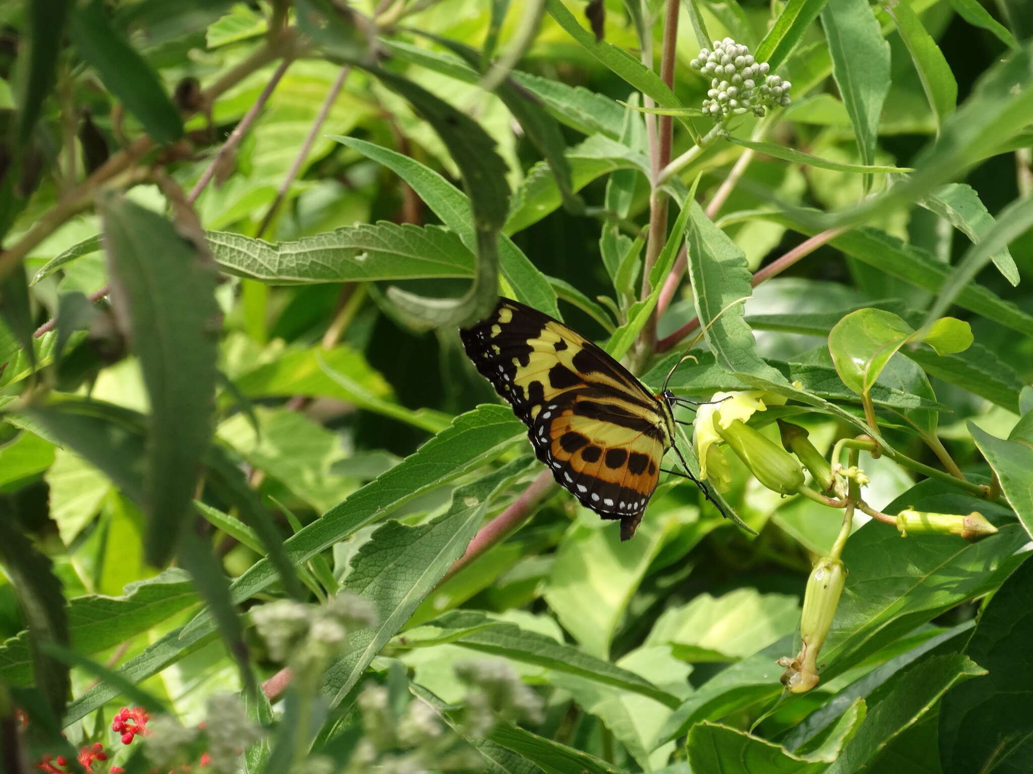 Imagem de Tithorea harmonia pseudethra Butler 1873