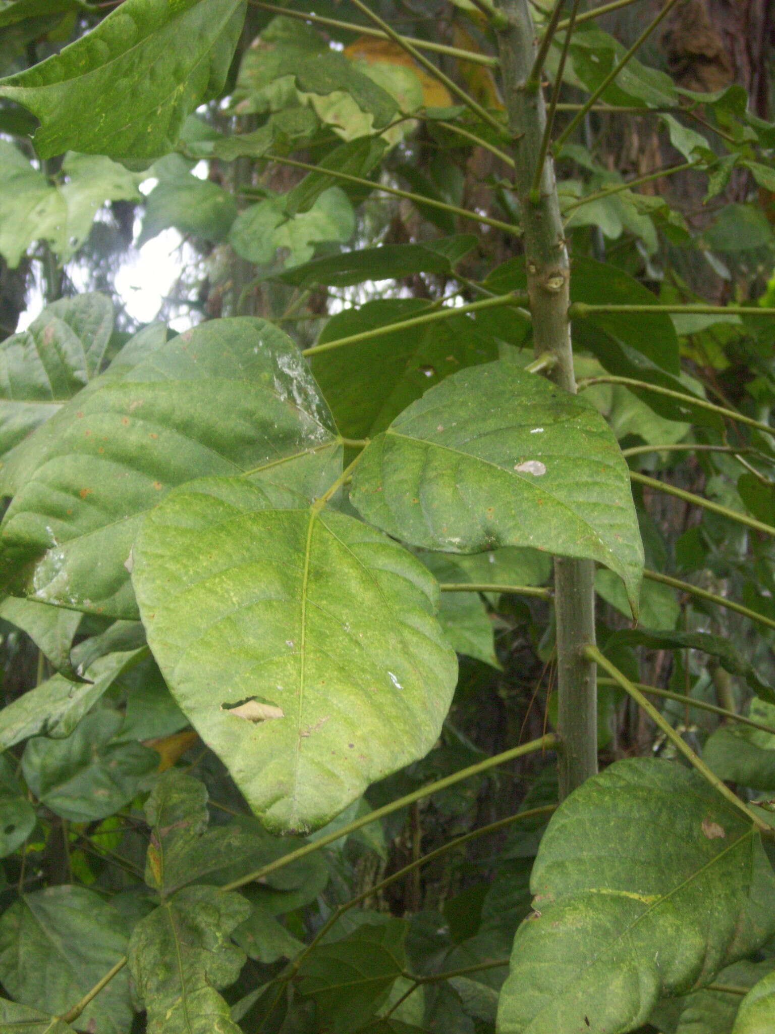 Imagem de Erythrina rubrinervia Kunth