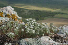 Image of Minuartia glomerata (M. Bieb.) Degen