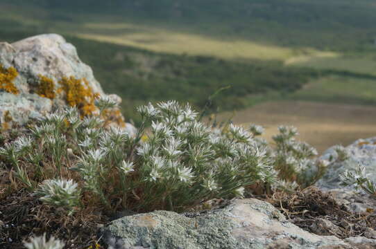 Image of Minuartia glomerata (M. Bieb.) Degen