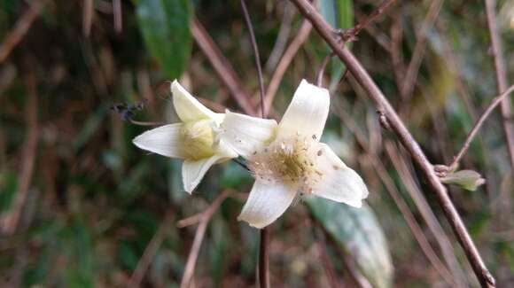 صورة Clematis morii Hayata