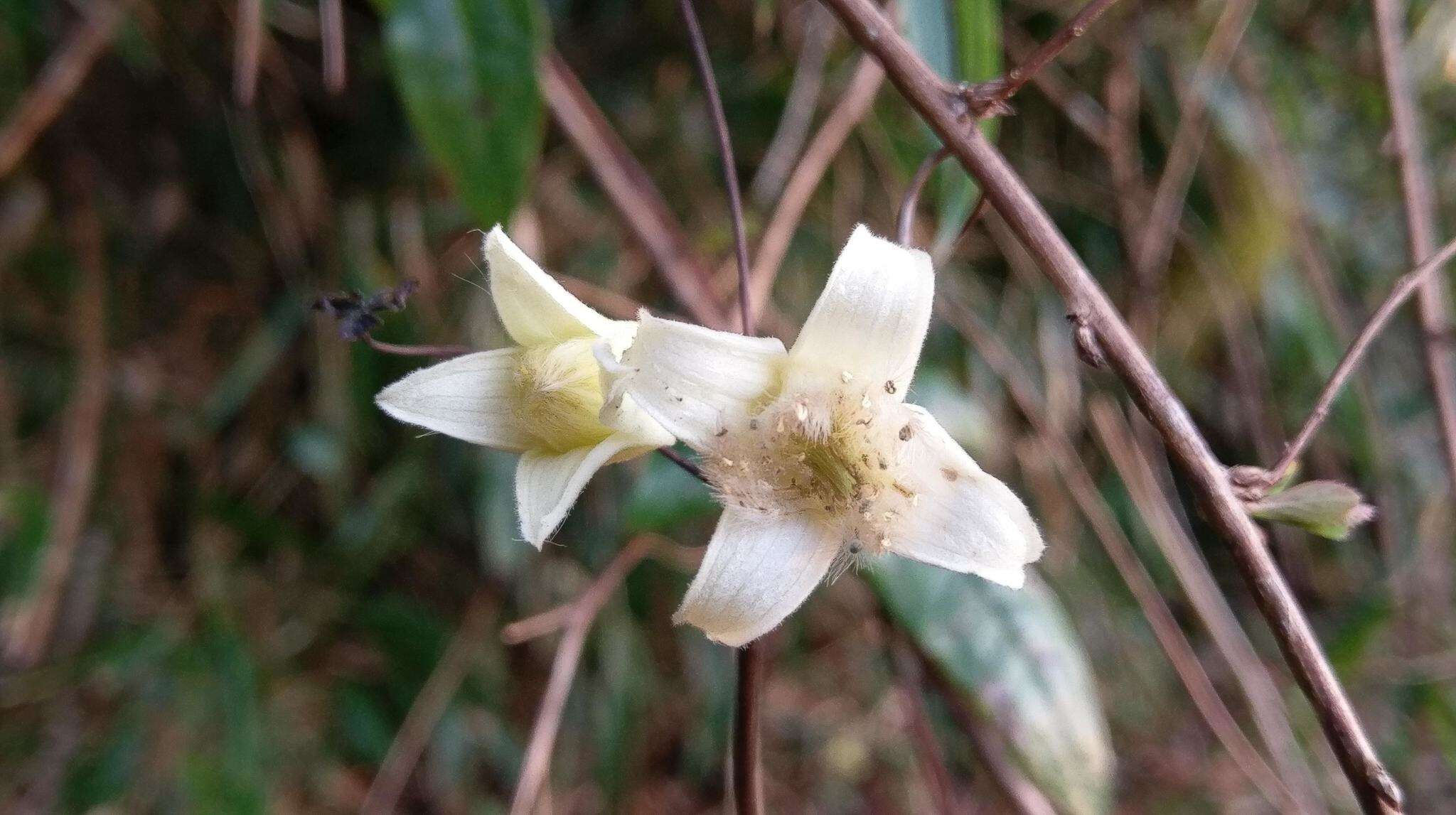 صورة Clematis morii Hayata