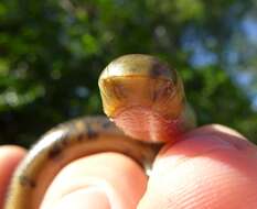 Image of Zambezi Blind Snake