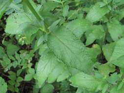 Image of Caucasus catmint