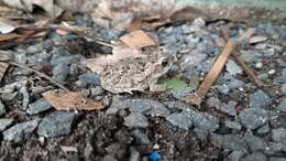 Image of Southern Round-gland Toad