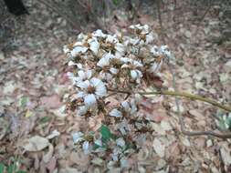 Image of <i>Rumfordia <i>floribunda</i></i> var. floribunda