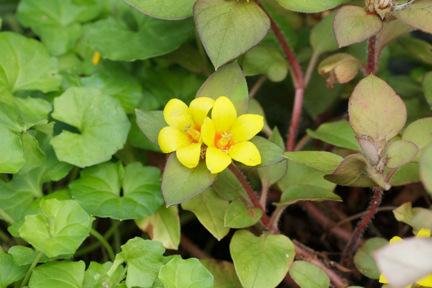 Plancia ëd Lysimachia congestiflora Hemsl.