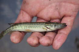 Image of Redfin Pickerel