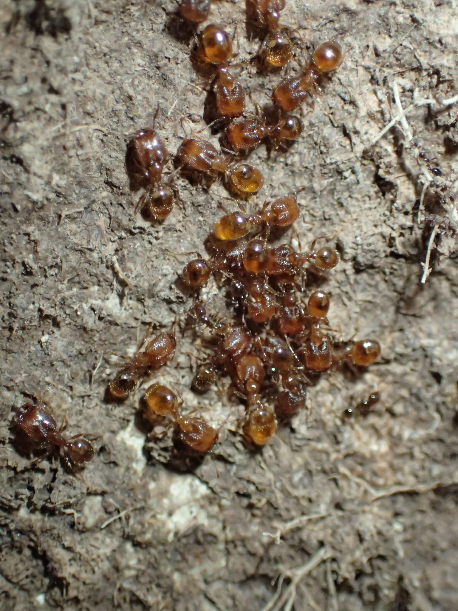 Plancia ëd Pheidole clementensis Gregg 1969