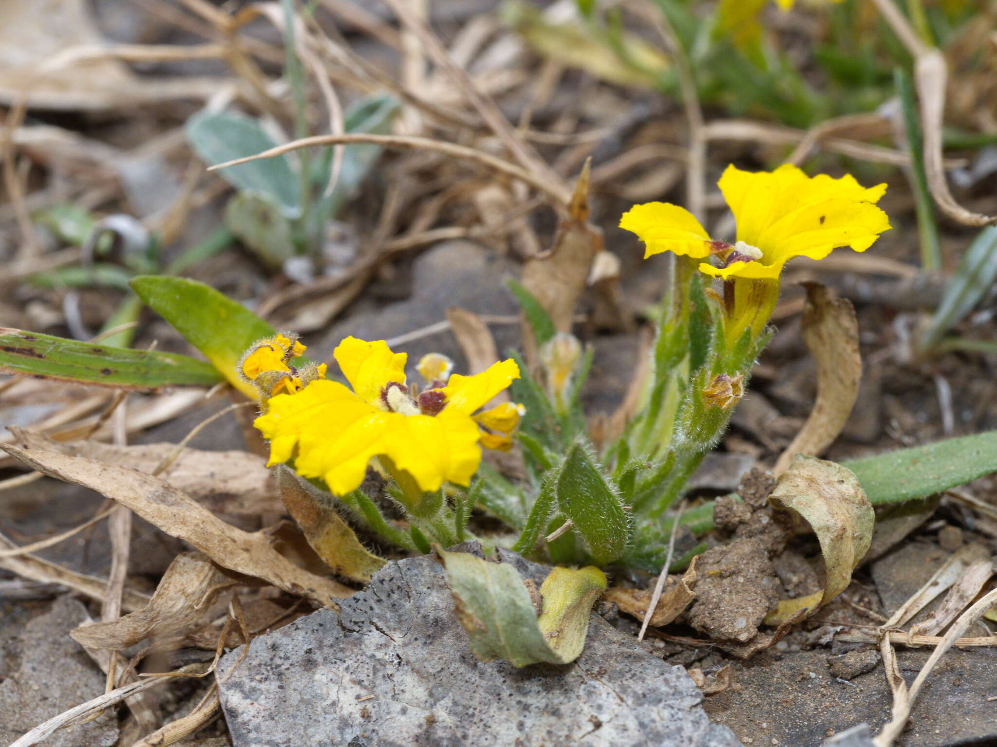 Image of Goodenia humilis R. Br.