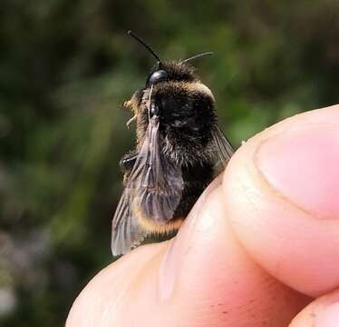 Слика од Bombus confusus Schenck 1861