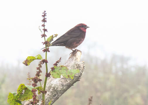 Image of Procarduelis Blyth 1843