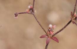 Image of unarmed buckwheat