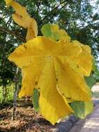 Image of Jatropha peltata Sessé