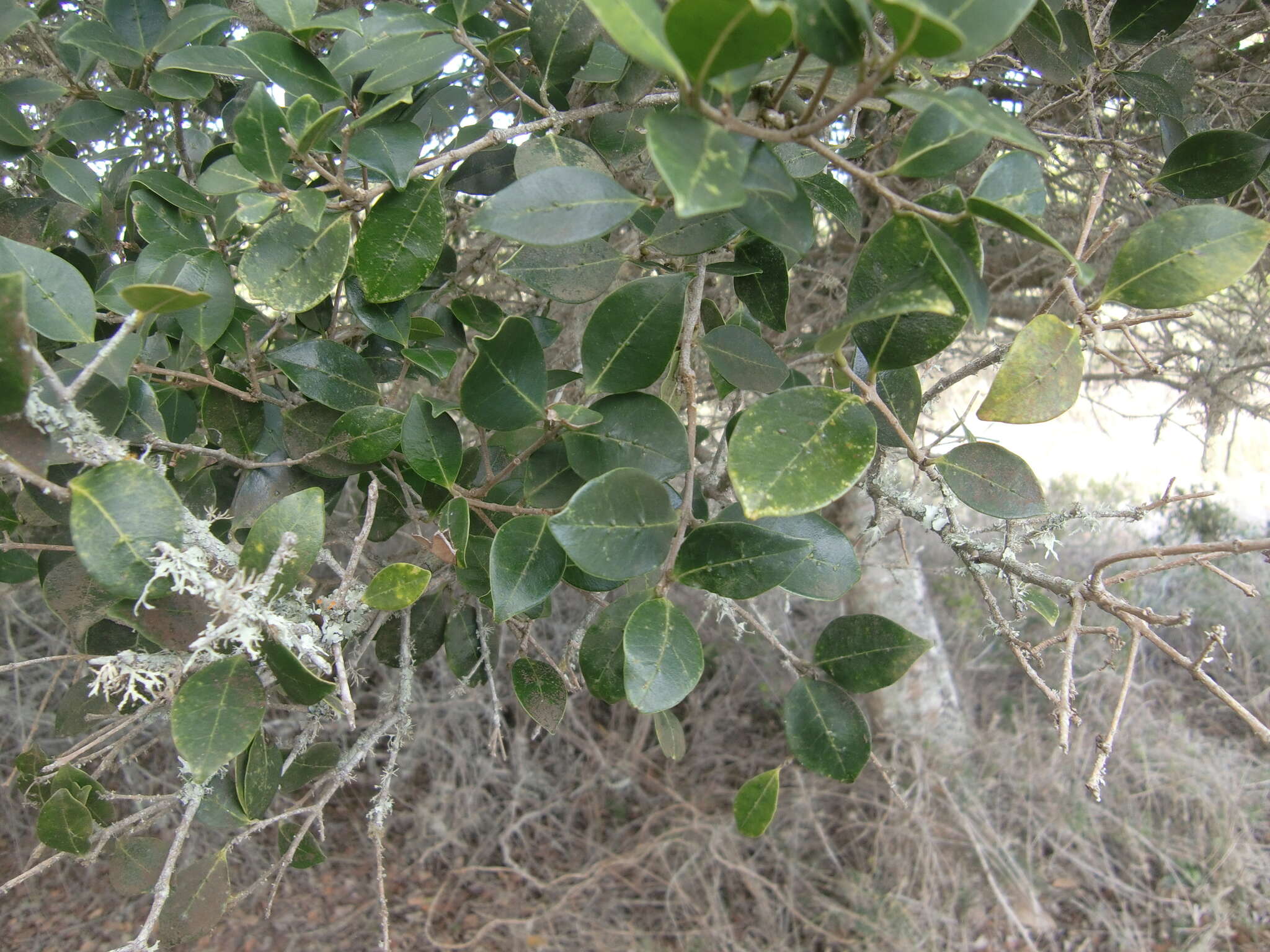 Image of Noronhia foveolata (E. Mey.) Hong-Wa & Besnard