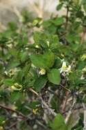 Image de Lonicera tianshanica Pojark.