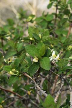 Image of Lonicera tianshanica Pojark.