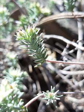 Image of Sedum bourgaei Hemsl.