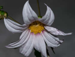 Image of Dahlia campanulata Saar, P. D. Sørensen & Hjert.