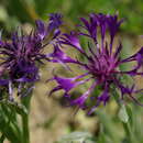 صورة Centaurea triumfettii subsp. tanaitica (Klok.) Dostál