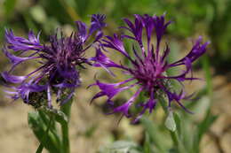 Centaurea triumfettii subsp. tanaitica (Klok.) Dostál的圖片