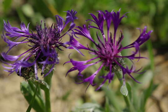 Image of Centaurea triumfettii subsp. tanaitica (Klok.) Dostál