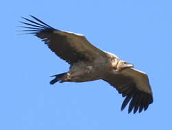 Image of Cape Griffon