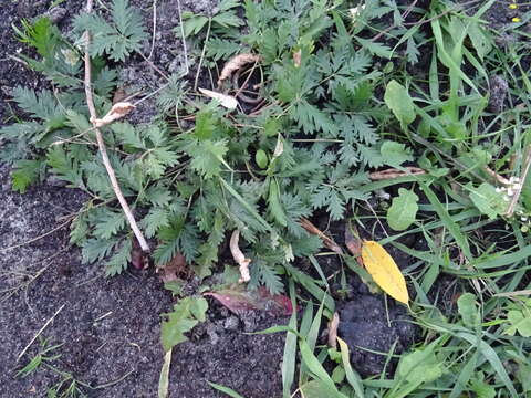 Imagem de Potentilla conferta Bunge