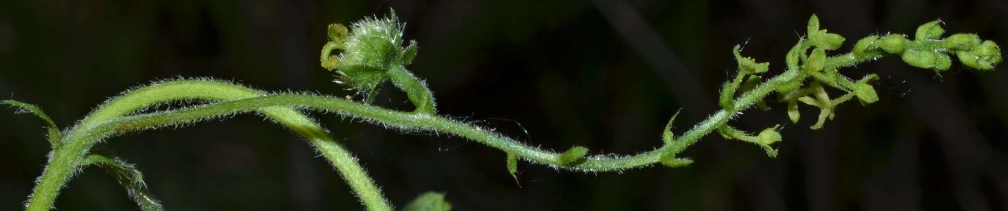 Imagem de Tragia cordata Michx.