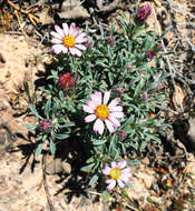 Image of hoary Townsend daisy