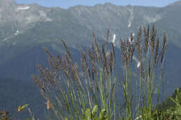 Image of Calamagrostis caucasica Trin.