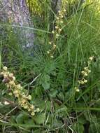 Image de Pyrola asarifolia subsp. asarifolia